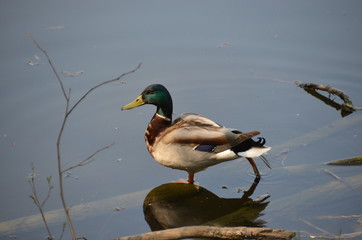 duck drake standing on one leg on a log in the clear blue surface of the lake