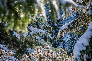 frozen tree branches in winter covered in snow