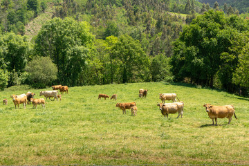 Naklejka na ściany i meble Group of cows and bulls grazing in a large, very green plantation