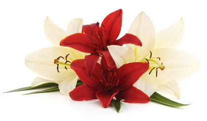 White and red lilies.