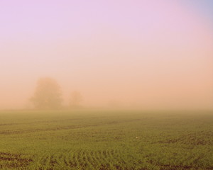 Morning in a thick pink-lilac fog with poorly visible trees in the background and young green shoots in the fields in the foreground in spring.