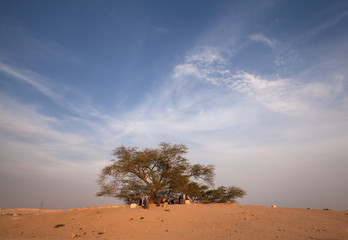Tree of life: A 400 year-old mesquite tree which lives in the middle of desert