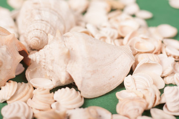 sea shells 