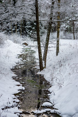 frozen tree branches in winter covered in snow