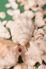 sea shells 