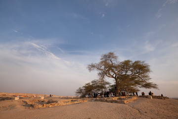 Tree of life: A 400 year-old mesquite tree which lives in the middle of desert