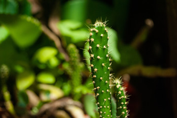 Fototapeta na wymiar close up of fern