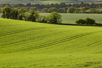 A full frame photograph of green fields in the Sussex countryside on a spring evening