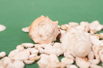 sea shells 