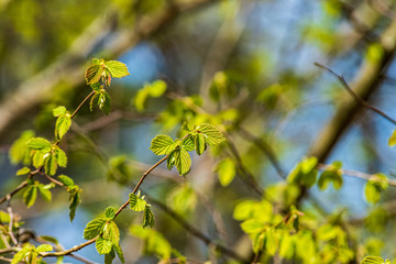 foliage leaf grass texture in green sunny summer time