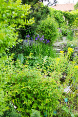Beautiful botanical garden, natural green plants in spring 