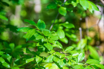 Fototapeta na wymiar foliage leaf grass texture in green sunny summer time
