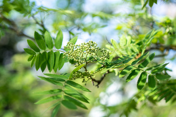 green leaves of rowna berry with young fruits