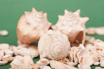 sea shells 