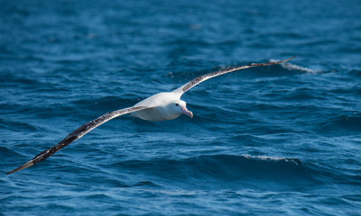 Albatross in flight over Water