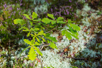 foliage leaf grass texture in green sunny summer time