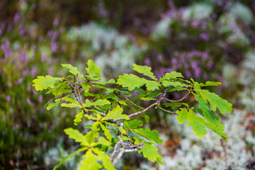foliage leaf grass texture in green sunny summer time