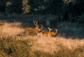 Red deer in Parque Luro Nature Reserve, La Pampa, Argentina