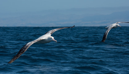 Albatross in flight over Water