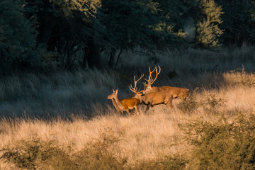 Red deer in Parque Luro Nature Reserve, La Pampa, Argentina