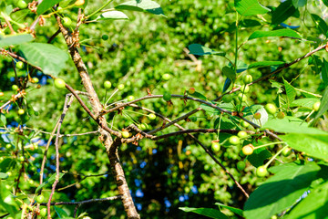 foliage leaf grass texture in green sunny summer time