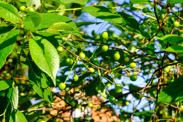 foliage leaf grass texture in green sunny summer time