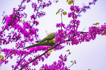branch with pink flowers