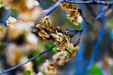 branch of tree in spring