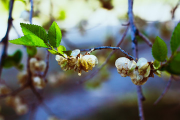 branch of a tree in spring