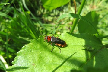 Cantharis beetle on green leaf in the garden, closeup