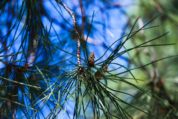 pine branch with cones