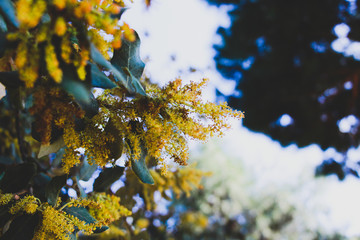 autumn leaves on blue background