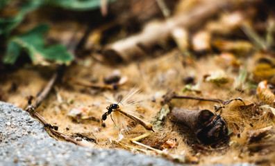 ant on a leaf