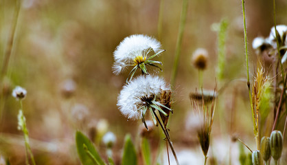 dandelion in grass