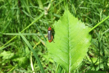 Fototapeta premium Cantharidae beetle