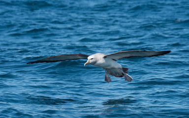 Albatross landing in the Water