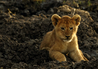 Lion cubs sitting on black soil, Masai Mara, Kenya