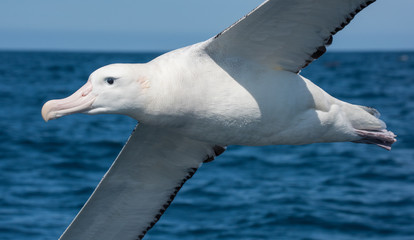 Albatross in flight over Water