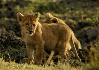 Fototapeta na wymiar Lion cubs, Masai Mara, Kenya