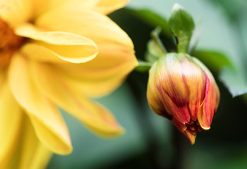 Delicate dahlia flowers bud close up on blur nature green background. Beautifull garden flowers