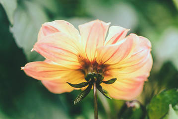 Delicate dahlia flowers close up on blur nature green background. Beautifull garden flowers