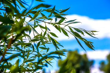 Green oblong leaves of a willow tree on a branch against a blue sky on a summer sunny day. The nature of Ufa, Bashkortostan, Russia.