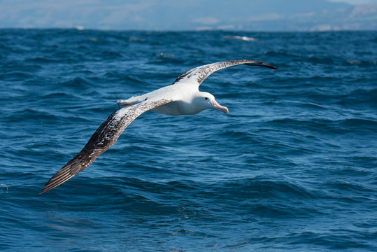 Albatross in flight over Water