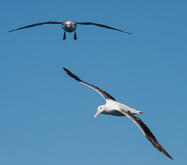 Albatross in flight over Water