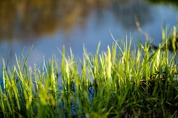 foliage leaf grass texture in green sunny summer time