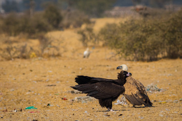 Cinereous vulture(Aegypius monachus) closeup at Jorbeer Conservation Reserve, bikaner, rajasthan, india	
