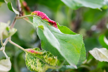 Fungal diseases of fruit trees. Taphrina deformans. Leaves of fruit trees with leaf curl disease