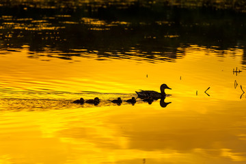 Silhouette of a duck family wedge walking along the watery surface of bright yellow orange color from the evening sun at sunset in a pond lake or river. Kashkadan Lake, Ufa, Bashkortostan, Russia.