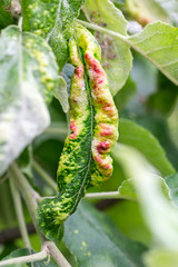 Fototapeta premium Fungal diseases of fruit trees. Taphrina deformans. Leaves of fruit trees with leaf curl disease