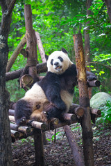 Giant Panda lying down on wood in Chengdu, Sichuan Province, China